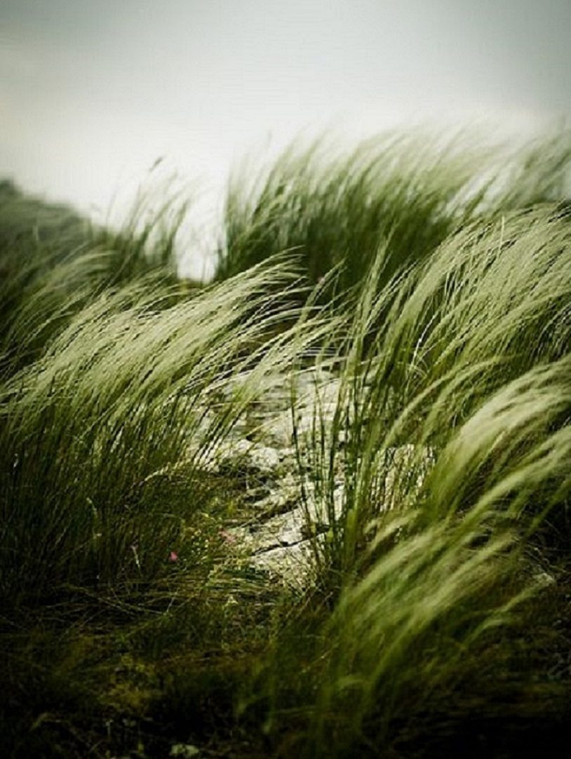 Grass blowing in the wind on a beach.