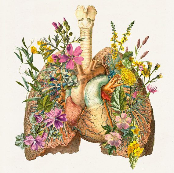A human lung decorated with flowers in the style of Chinese medicine. Mornington Chinese Medicine