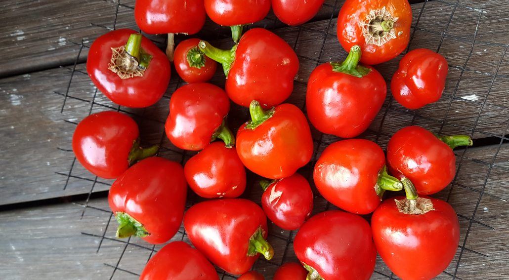 A collection of red peppers on a wire mesh, commonly used in Chinese medicine. Mornington Chinese Medicine