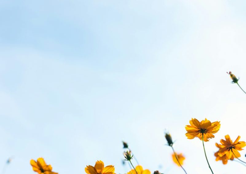 A cluster of yellow flowers, known for their medicinal properties in Chinese medicine. Mornington Chinese Medicine